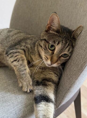 pisiye verilen adlar: Dişi, Yaxşı əllərə, Ünvandan götürmə — 3