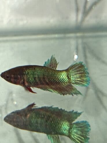 pisiye verilen adlar: Betta (Petuşok balığı), Sülhsevər — 3