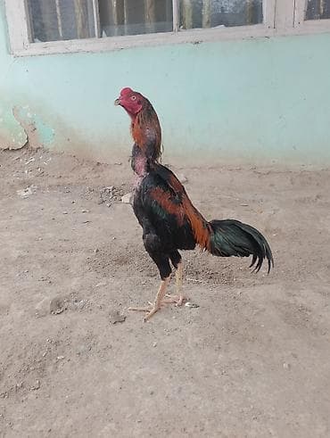 cins xoruz harada banlayar: Heç bir problemi yoxdur 2deyqalq probu var reyal alc narahat etsin — 2