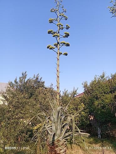 kala bitkisi: Aqava (Agave americana) – iri ölçülü dekorativ bitki - Nəhəng rozet — 5