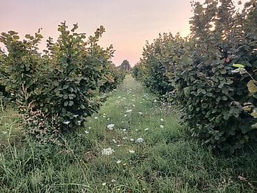 heyet evi satilir: 64 sot, Kənd təsərrüfatı, Mülkiyyətçi, Kupça (Çıxarış) — 2