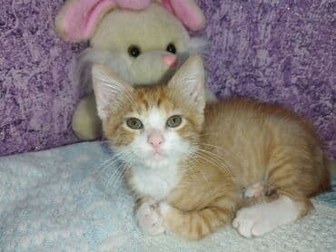 pişik satışı bakı: Erkək, Yaxşı əllərə — 1