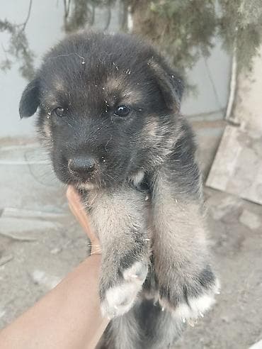 dog argentino: Alman çoban iti, 1 ay, Ünvandan götürmə — 2