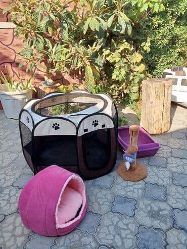 купить домик для кота: Pişik üçün aksesuar dəsti hamisi birlikde 60azn cox az islenib yeni — 3