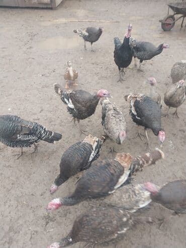 xoruz şəkli: Erkək, Damazlıq — 2