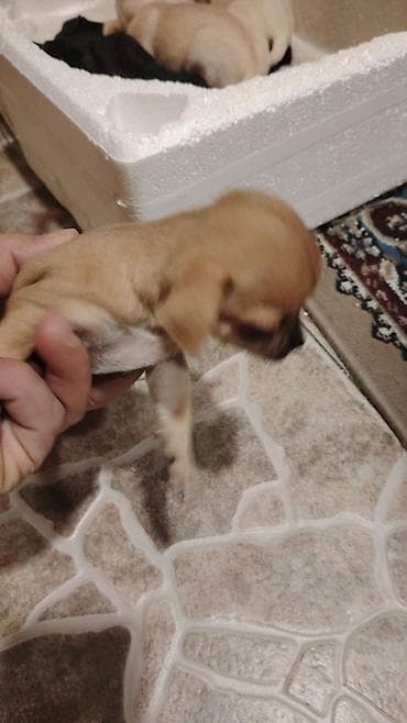 Quşlar: Çixuahua, 1 ay, Dişi, Peyvəndli, Ünvandan götürmə — 2