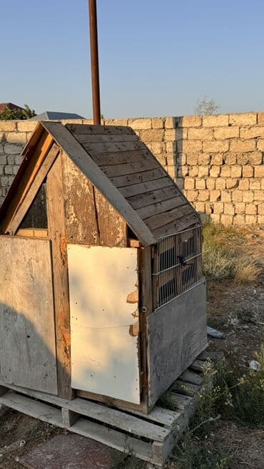 arı yuvası: Taxta və fanerdən hazırlanmış, dam örtüyü olan bu daxma kiçik — 3
