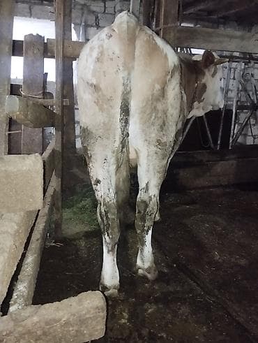 Рогатый скот: (hər heyvanın öz qiyməti var real alıcılar üçün endirim — 2