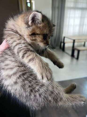 Britan, Dişi, Ünvandan götürmə