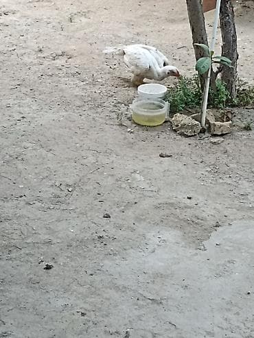 cuce ve xoruz temsili: Salam Ayaqnada problem var çətin gəzir parterdə eləyərəm dimdiyi və — 7