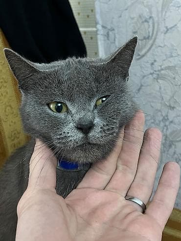 qus yuvasi satisi: Britan, Dişi, Yaxşı əllərə, Ünvandan götürmə, Ödənişli çatdırılma — 2