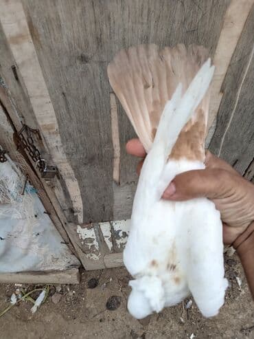 goyercin uzuyu: Məhsul: Ev göyərçini (dekorativ Təsvir: - Rəng: Ağ əsas rəng, quyruq — 2