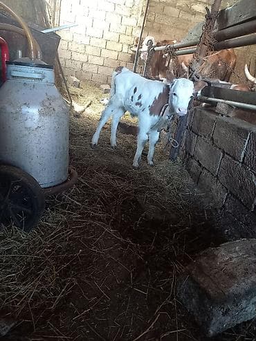 cins ineklerin satisi 2019: Dişi Süni mayalanma — 3