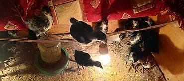 С/х животные и товары: Куриные цыплята, Для мяса — 2