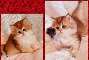 cau cau stenci: Erkək, Ünvandan götürmə — 1