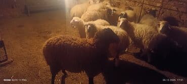 Аквариумы: Qoyun sürüsü – ətlik və damazlıq üçün - Növ: yerli qarışıq cinslər — 6