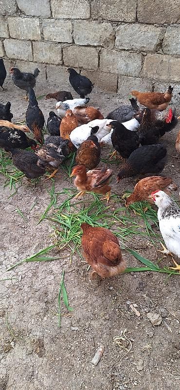 Куры: Kend çolpaları .Qiymet 6 manat 50 qepik — 6