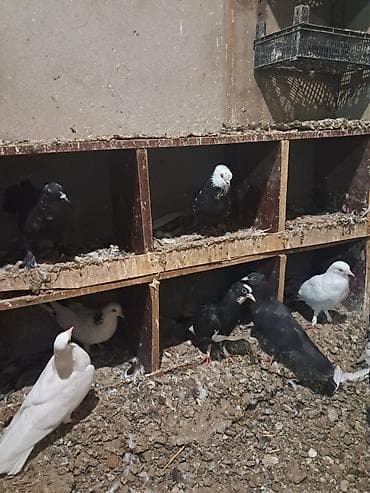 balıq ovu: Ünvan bine savxoz — 1