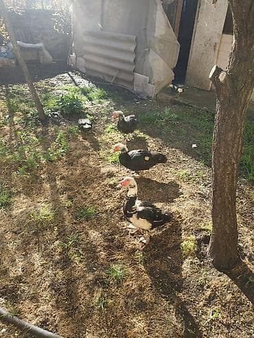 ucuz pudel: Satișa məhəlli həyətində bəslənən musk ördəkləri (indoutka) — 5