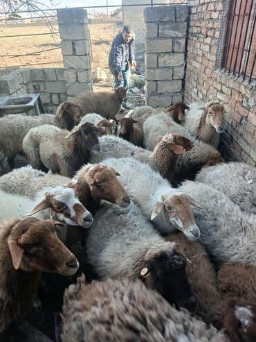 Bogaz qoyunda var quzuda var qocda var .hamlslnl Alan olsa