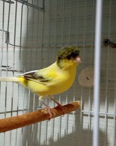 hind quşu baximi: Bülbül ərkək fevralda 1 yaşı oldu oxyur seçilmiş damazliq quşdu Sarı — 3