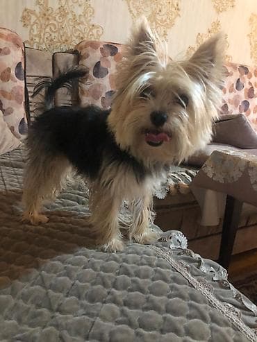 Птицы: Йоркширский терьер, 1 год, Самка — 1