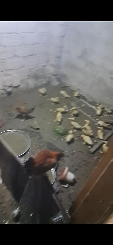 su çğni: Satışda: ördək balaları (paçka) yalniz vatsaba yazın 17 ed - Şəkildə — 1