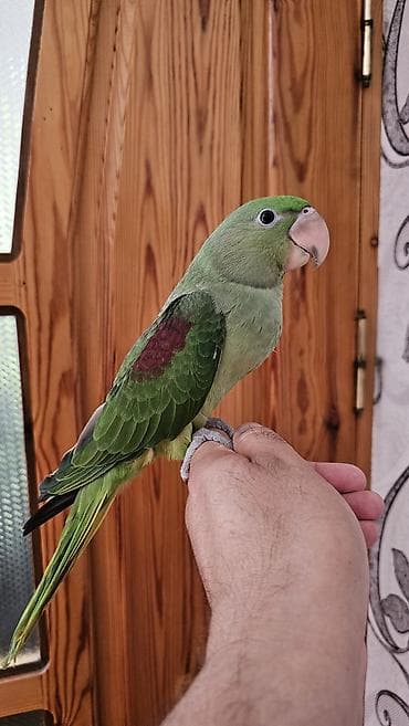 ev goyərcinləri: Aleksandr (parrot) cinsiyyəti dişidir əl quşudur– yaşıl tonlarda, uzun — 2