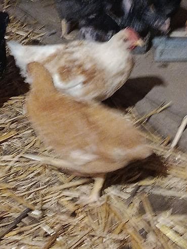 yumurtlayan heyvanlar: Toyuq, Yumurtalıq — 1