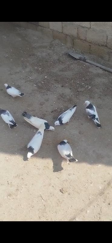 Salam.Alekum 7eded boynugullu satilir tergizilir hamsi bir nesildi