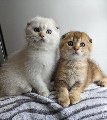 Quşlar: Şotland — 4