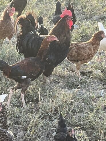 cücə və xoruz: Toyuq, Australorp, Brama, Damazlıq, Ünvandan götürmə — 14