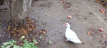 ördəy qaz: Məhsul: Muskoviy ördəklər (indi yetişdirilən yerli təsərrüfat quşları) — 1