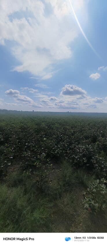 mingecevirde kiraye evler 2019: 257 sot Kənd təsərrüfatı — 9