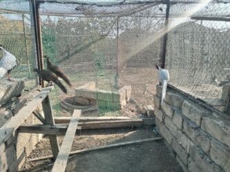 feniks quşu: Nadir dekorativ quşlar – fazanlar - Növlər: Şəklərdə müxtəlif — 14