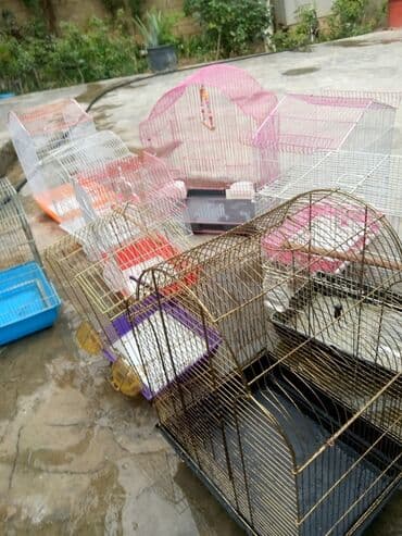 qəfəsi: Müxtəlif ölçülü və rəngli, müxtəlif quş növləri üçün uyğun olan bir — 4