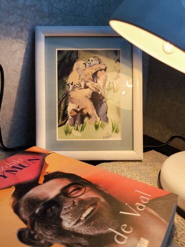 meymun şəkilləri: Çərçivəyə salınmış, müxtəlif mövzularda meymunların təsvir olunduğu — 5