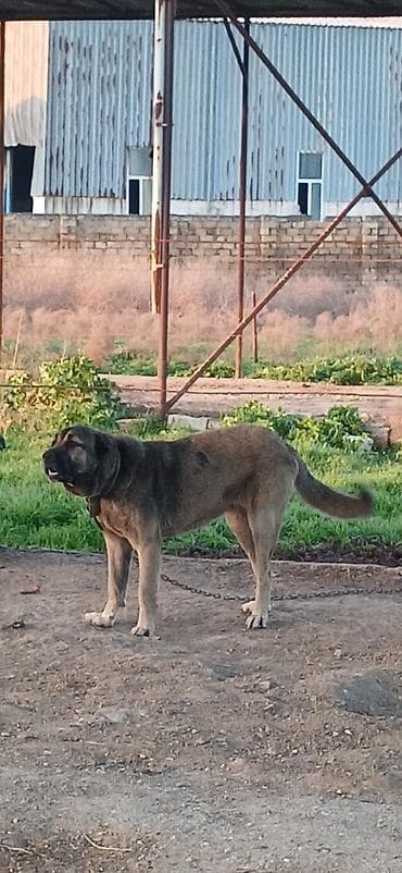 it darağı: Kanqal, 1 il, Dişi, Peyvəndli, Ödənişli çatdırılma — 2