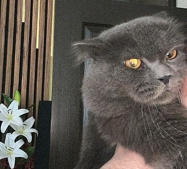 Gəmiricilər: Britan — 7