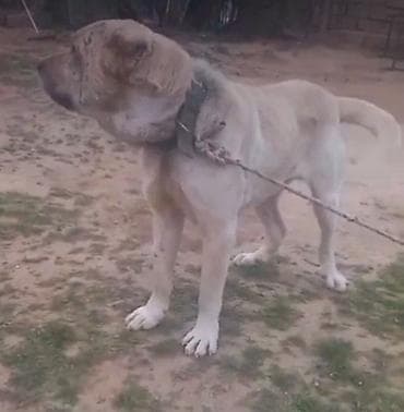 5 ayliq korpe: Qurdbasar — 3