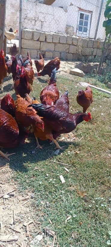 Stəkanlar: Toyuq, Damazlıq — 5