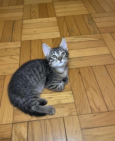 Pişiklər: Erkək, Dişi, Yaxşı əllərə — 5