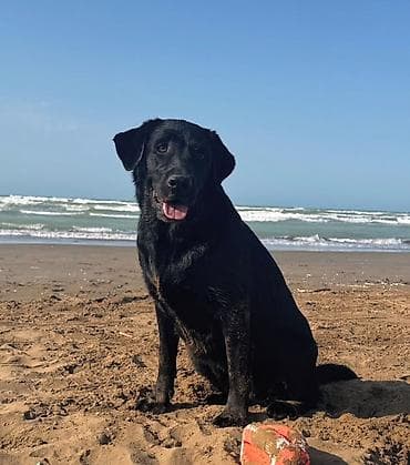 it xaski: Labrador-retriver, 2 ay, Dişi, Ödənişli çatdırılma — 1