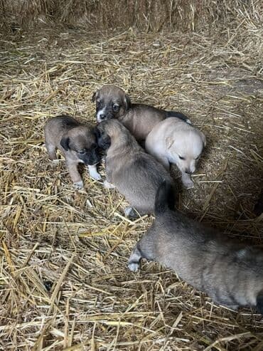 tuklu itlerin qiymeti: Zvanok küçüklər satılırBalaca it balaları – qarışıq rənglərdə - — 5