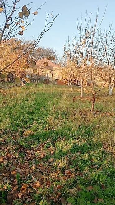 qobuda torpaq satilir 2020: 6 sot, Kənd təsərrüfatı, Makler, Kupça (Çıxarış) — 6