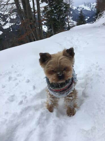 Heyvanlar üçün mallar: Yorkşir teryer, 10 ay, Erkek, Peyvəndli, Ödənişli çatdırılma — 6
