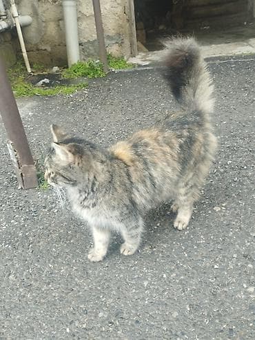 pişik yem: Ev pişiyidir sahiblendirilir . dişidir. Qonşu atib baxmir — 2