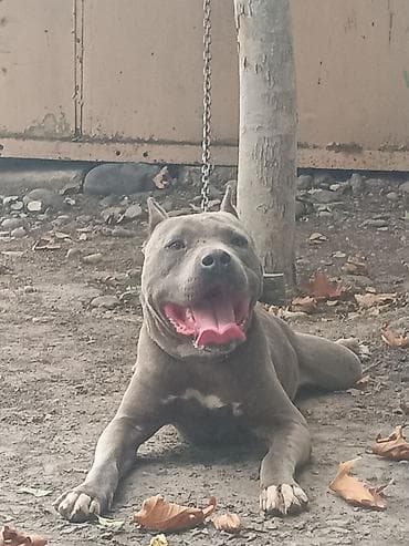 pişik satışı bakı: Pitbul, Erkək, Peyvəndli — 2