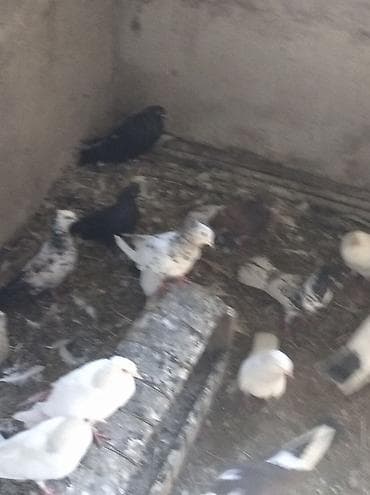 cex quşlar: Salam Göyərçinlər Kom satılır,tək tək fərqli olacaq qiyməti. Yarisi — 5
