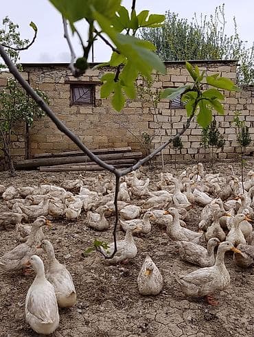 cins heyvanlar: Məhsul: 9 aylıq Pekin ördəkləri Təsvir: - Cins: Pekin - Yaş: 9 aylıq — 4